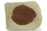 Huge, Fossil Leaf (Browniea) - Montana #377951-1